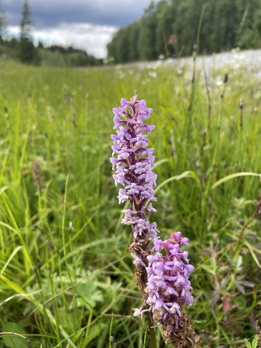 Fragrant Orchid
