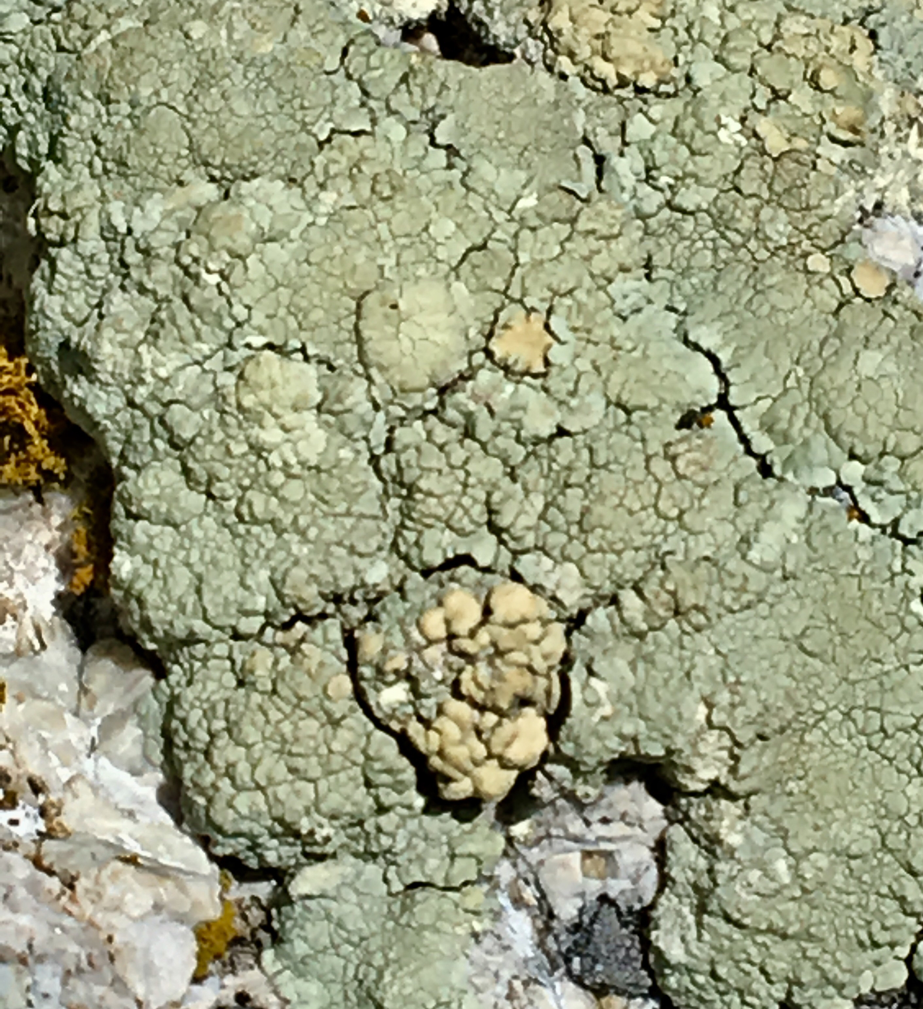 Lecanoraceae image