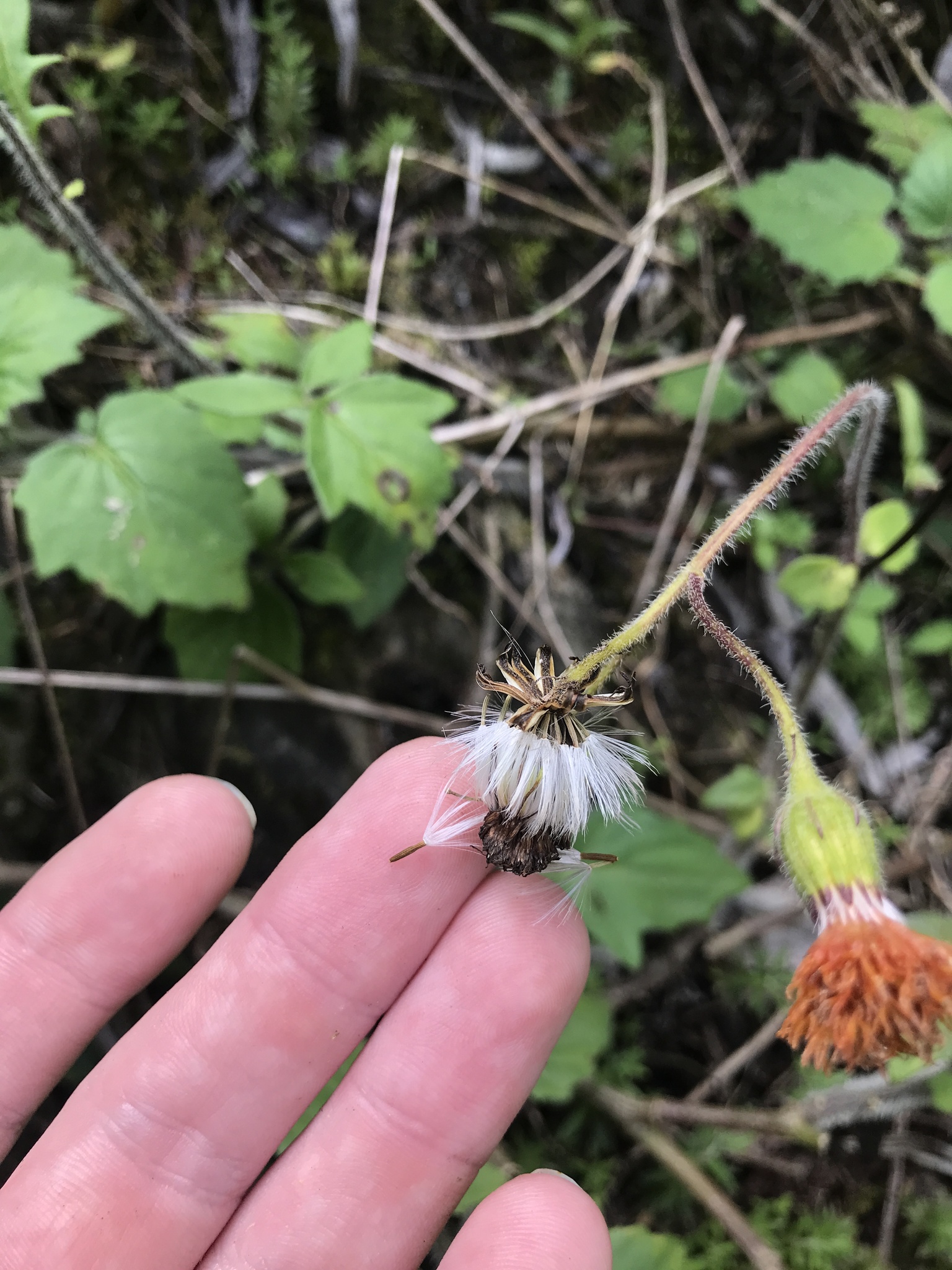 Gynura barbareifolia (Gynura barbareifolia)