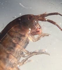 Bulychevia enigmatica