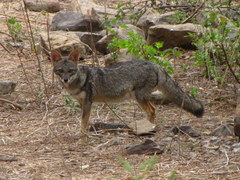 Lycalopex sechurae