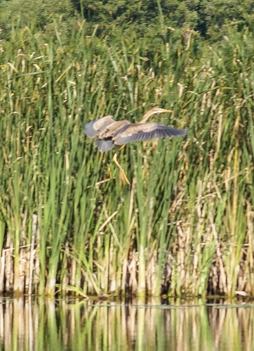 iNaturalist image