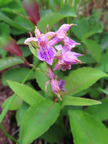 Keyflower (Dactylorhiza aristata)