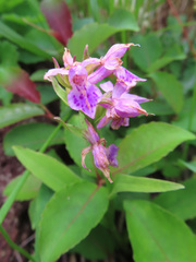 Dactylorhiza aristata, photograph (c) Timur Kalininsky, some rights reserved (CC BY)