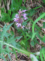 Dactylorhiza aristata, photograph (c) Timur Kalininsky, some rights reserved (CC BY)