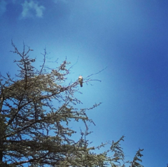 Buteo jamaicensis