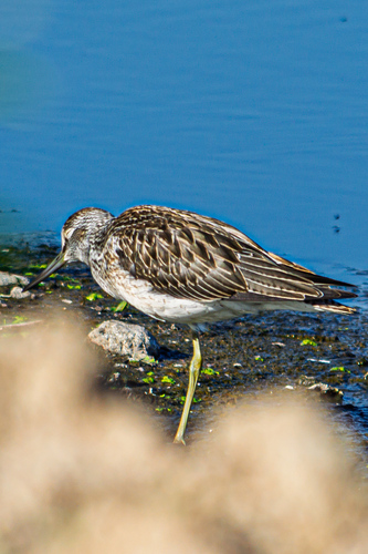 iNaturalist image
