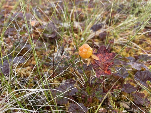 cloudberry