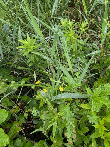Common agrimony (Agrimonia gryposepala)