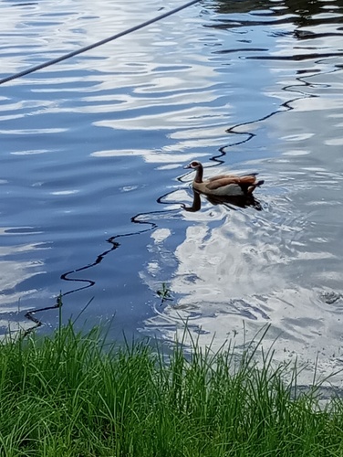 iNaturalist image