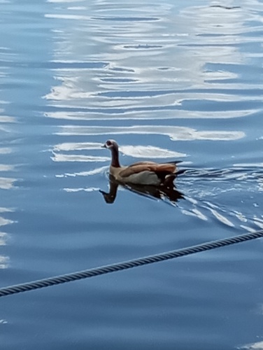 iNaturalist image