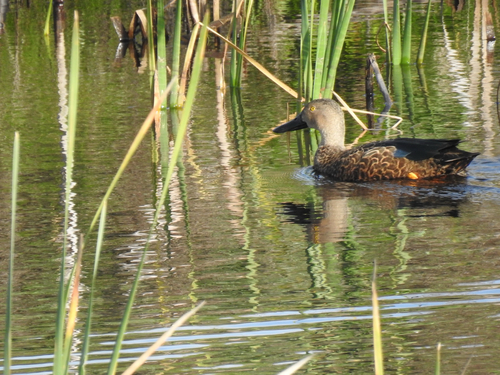iNaturalist image