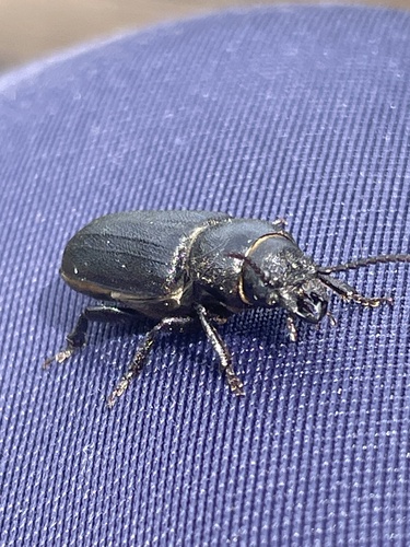 Black Longicorn Beetle