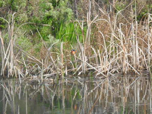 iNaturalist image