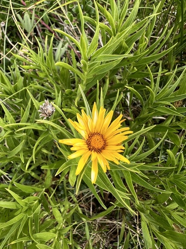 Pentanema ensifolium, photograph 6