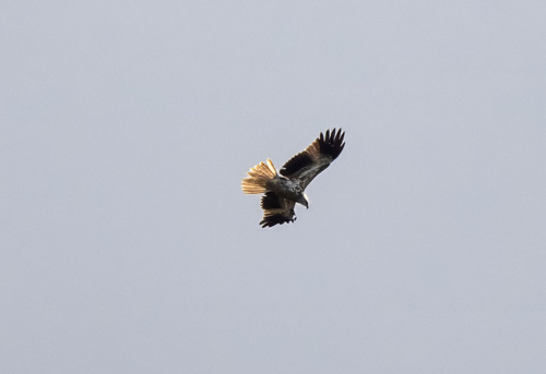 Whistling Kite