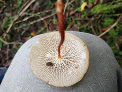Marasmius cladophyllus