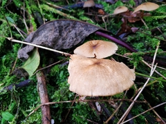 Marasmius cladophyllus