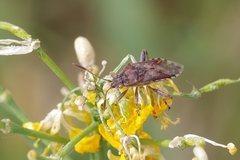 Stictopleurus abutilon