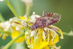 Stictopleurus abutilon