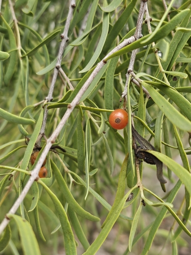 Lysiana exocarpi, photograph 6