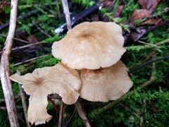 Marasmius cladophyllus