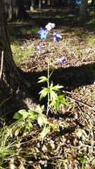 Delphinium alabamicum