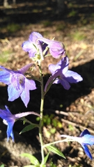 Delphinium alabamicum