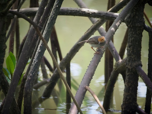 Ashy Tailorbird