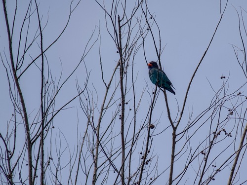 Dollarbird