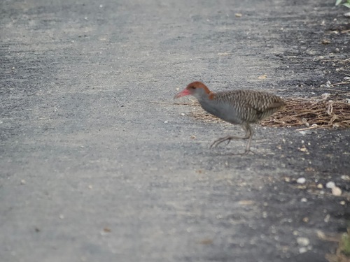 Slaty-breasted Rail