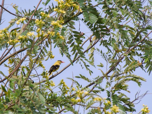 Black-naped Oriole