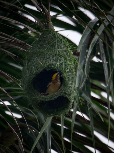 Baya Weaver