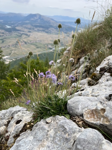 Scabiosa silenifolia, photograph 3