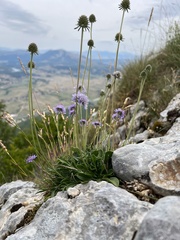 Scabiosa silenifolia, photograph author not stated, no rights reserved