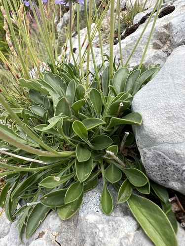 Scabiosa silenifolia, photograph 5