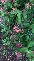 Lonicera sempervirens