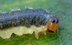 Cladius compressicornis