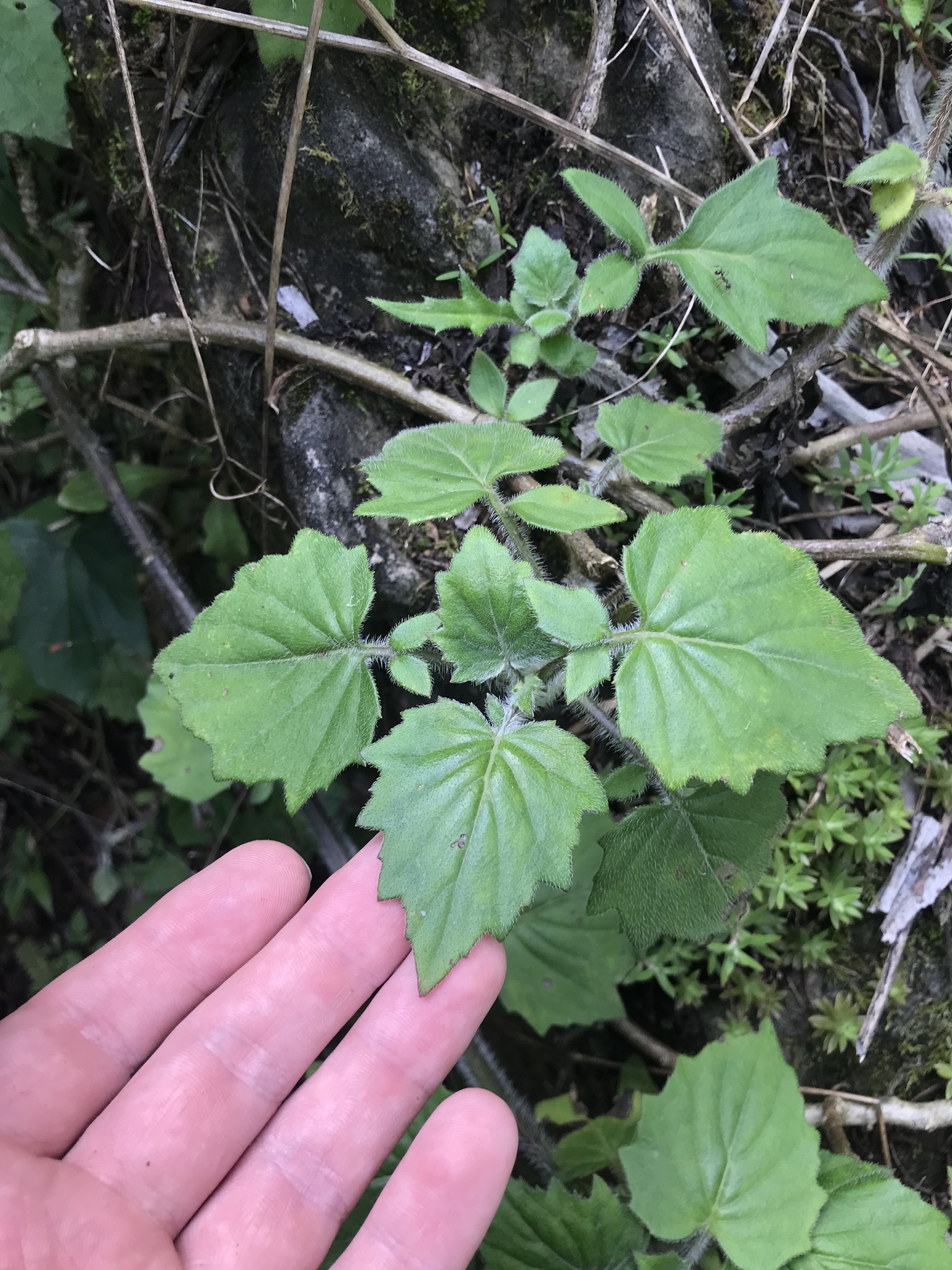 Gynura barbareifolia — ảnh 2