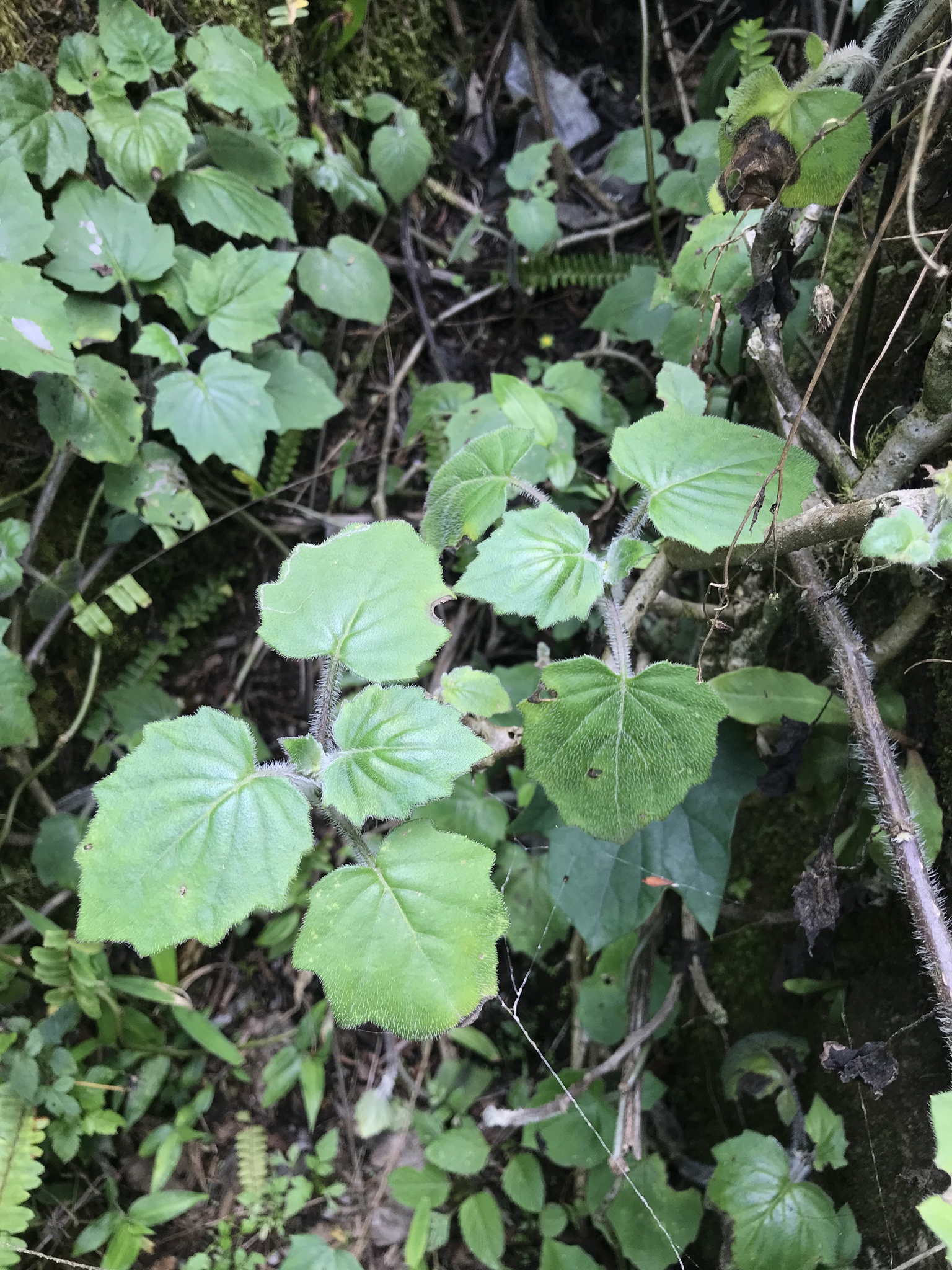Gynura barbareifolia — ảnh 3