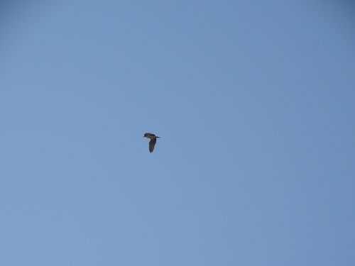 iNaturalist image