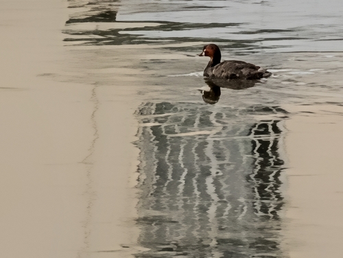 iNaturalist image