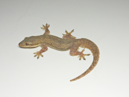 Flat-tailed House Gecko