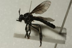 Dioctria atricapilla