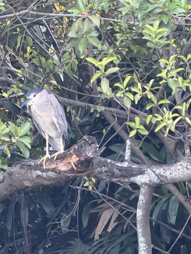 iNaturalist image