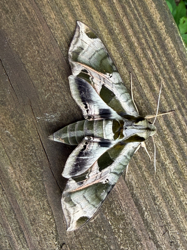 Pandorus Sphinx (Eumorpha pandorus)