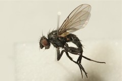 Phytomyptera cingulata