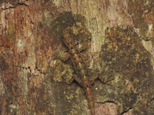 Phuket Round-eyed Gecko