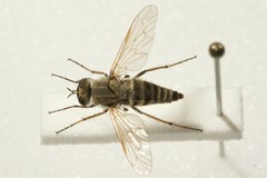 Thereva unica
