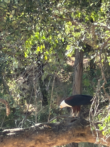 iNaturalist image